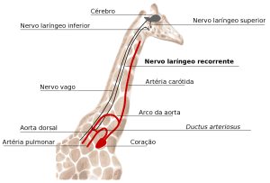 Animais de estimação